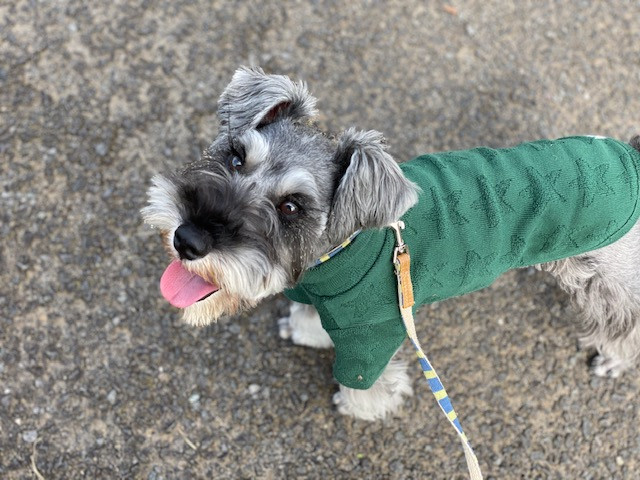 犬の散歩ってどれくらいすればいいの 散歩時間の目安と実態調査 みんなのブリーダー 犬の散歩ってどれくらいすればいいの 散歩時間の目安と実態調査 みんなのブリーダー