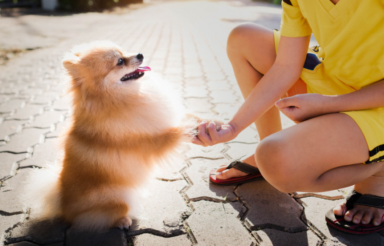 お手をする犬