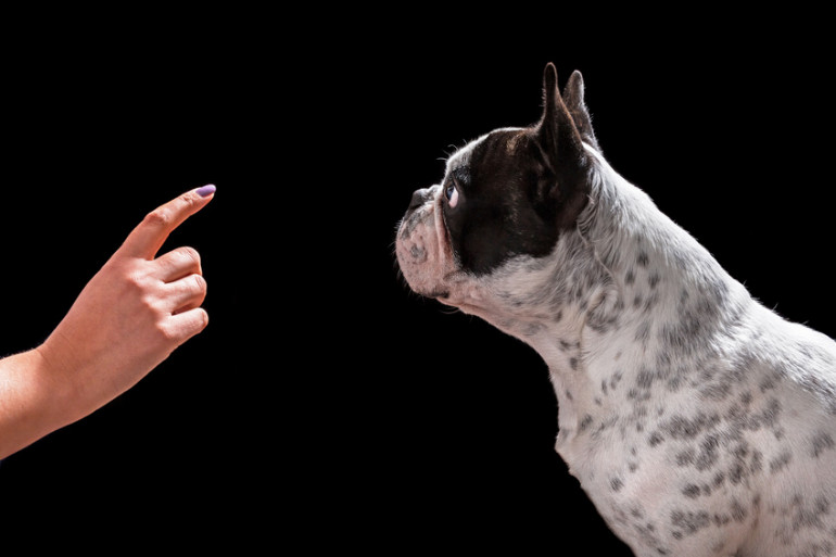 しつけをされる犬