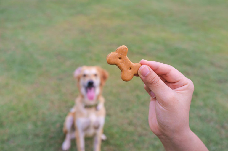 犬におやつを見せつけながらしつけをする