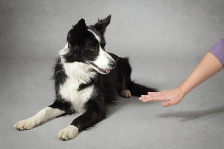 伏せをする犬