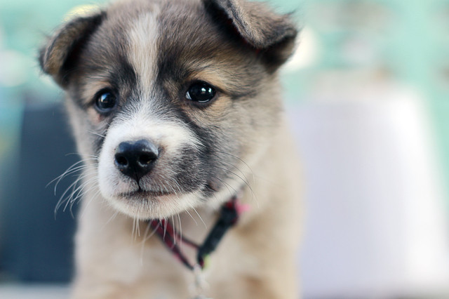 子犬の首輪いつからつける 首輪の選び方や種類について みんなのブリーダー