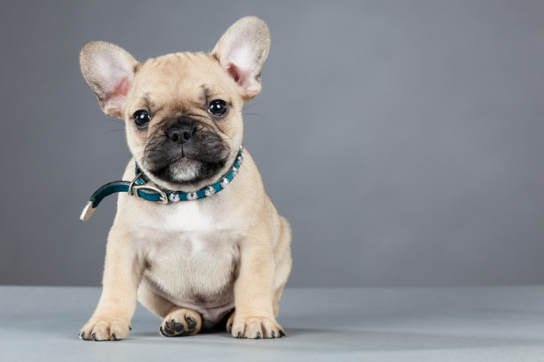 子犬の首輪いつからつける 首輪の選び方や種類について みんなのブリーダー