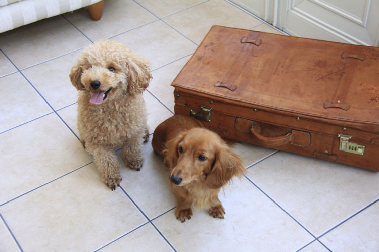 旅行カバンと犬