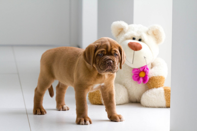 部屋の中の子犬