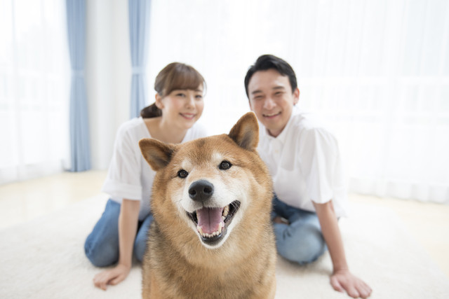 柴犬と夫婦