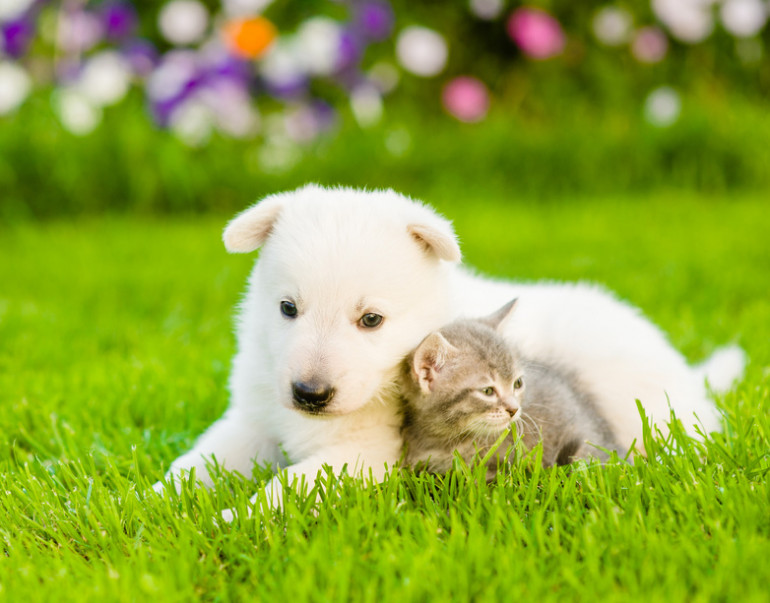 子犬と子猫