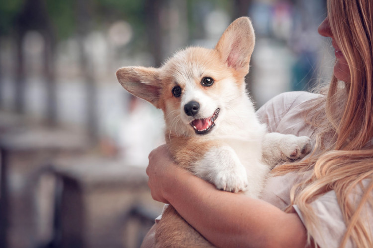 抱っこされている子犬