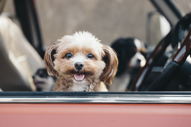 どう過ごす どう迎える 子犬を迎える初日と1週間 みんなのブリーダー