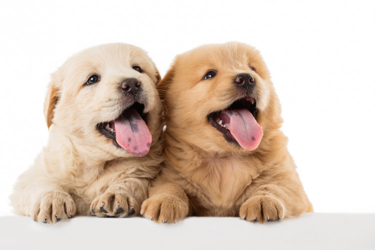 オスの犬とメスの犬 どっちが飼いやすい 犬の性別の違いや特徴 みんなのブリーダー