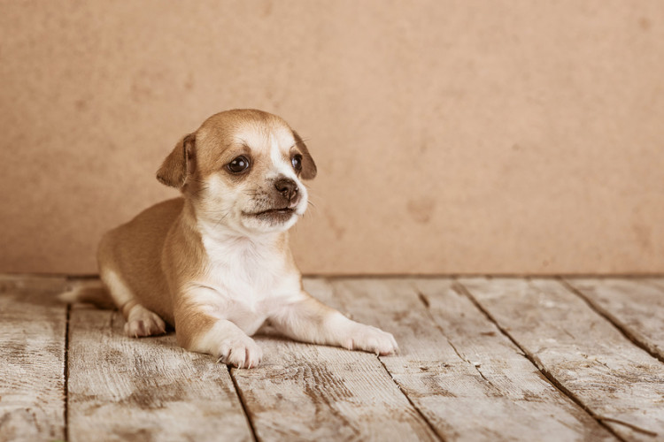 床に座る犬