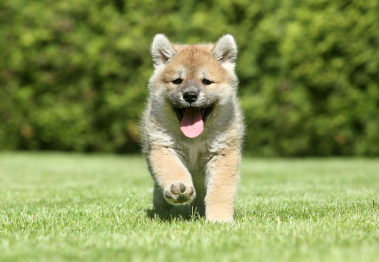 柴犬の子犬