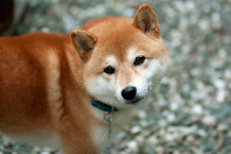 柴犬を飼う前に知っておきたい しつけやすい子の選び方と正しいしつけ方 みんなのブリーダー