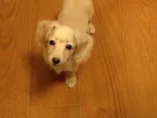 みー 様のお迎えした子犬