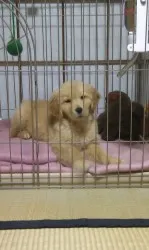 中島 様のお迎えした子犬