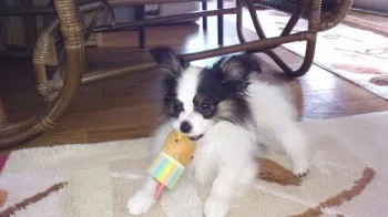 見野 様のお迎えした子犬