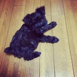 藤原 様のお迎えした子犬