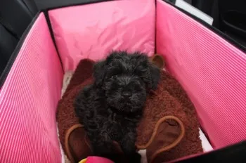 一休 様のお迎えした子犬