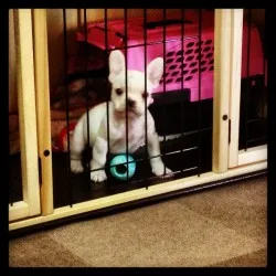 oak 様のお迎えした子犬
