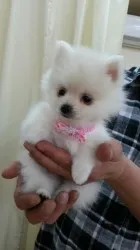 まりーの母 様のお迎えした子犬