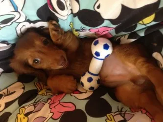 マサ 様のお迎えした子犬