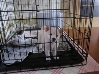 丹後の福助 様のお迎えした子犬