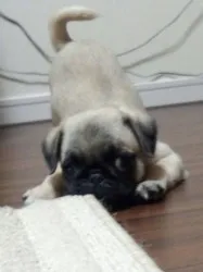ヘミ 様のお迎えした子犬