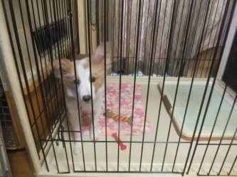 碧海(あおみ) 様のお迎えした子犬