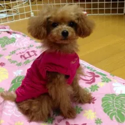 Honey 様のお迎えした子犬