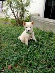 Como 様のお迎えした子犬