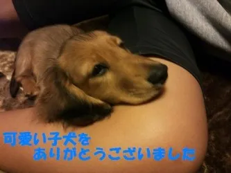 yuyu 様のお迎えした子犬