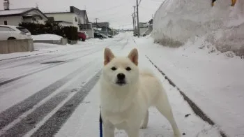 焼肉番長 様のお迎えした子犬