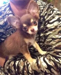 FUNKRICH 様のお迎えした子犬