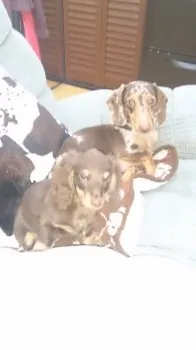 らぶママ 様のお迎えした子犬