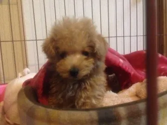 レオン 様のお迎えした子犬