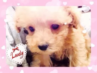 セイ 様のお迎えした子犬