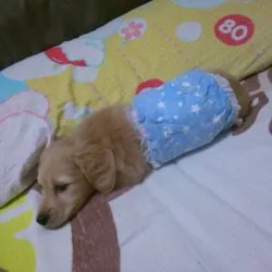 くぅママ 様のお迎えした子犬