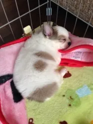 coco 様のお迎えした子犬