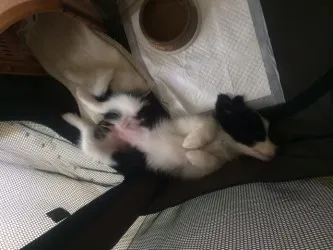エリ 様のお迎えした子犬