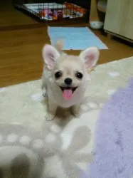 ハルちゃん 様のお迎えした子犬