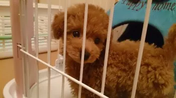 けんしろう 様のお迎えした子犬