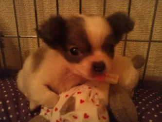 クレア 様のお迎えした子犬