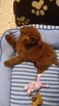 みのる 様のお迎えした子犬