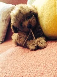 ラウ 様のお迎えした子犬