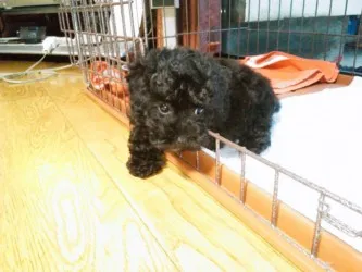 ちぃ 様のお迎えした子犬