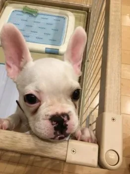 成吉 謙一 様のお迎えした子犬