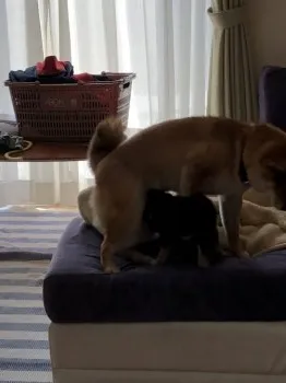 HARU 様のお迎えした子犬