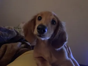 のすけ 様のお迎えした子犬