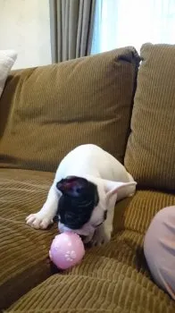 ひーさん、かよさん 様のお迎えした子犬