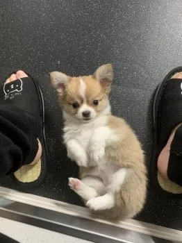 がみちゃん 様のお迎えした子犬